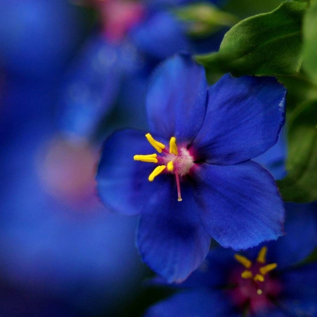 Обои макро, синий, цветок, размытость, красиво, macro, blue, flower, blur, beautiful разрешение 1920x1200 Загрузить