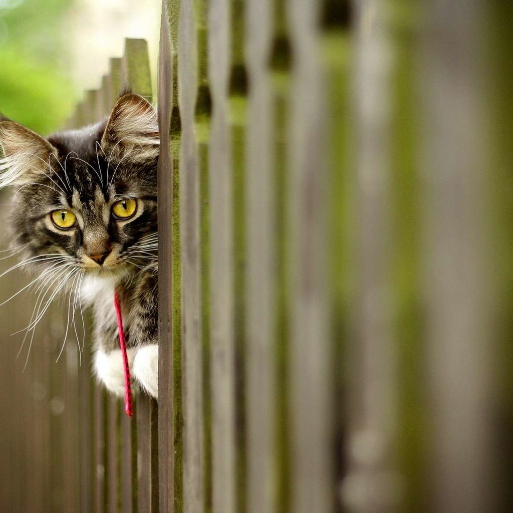 Обои морда, кот, кошка, взгляд, забор, пушистый, face, cat, look, the fence, fluffy разрешение 1920x1200 Загрузить