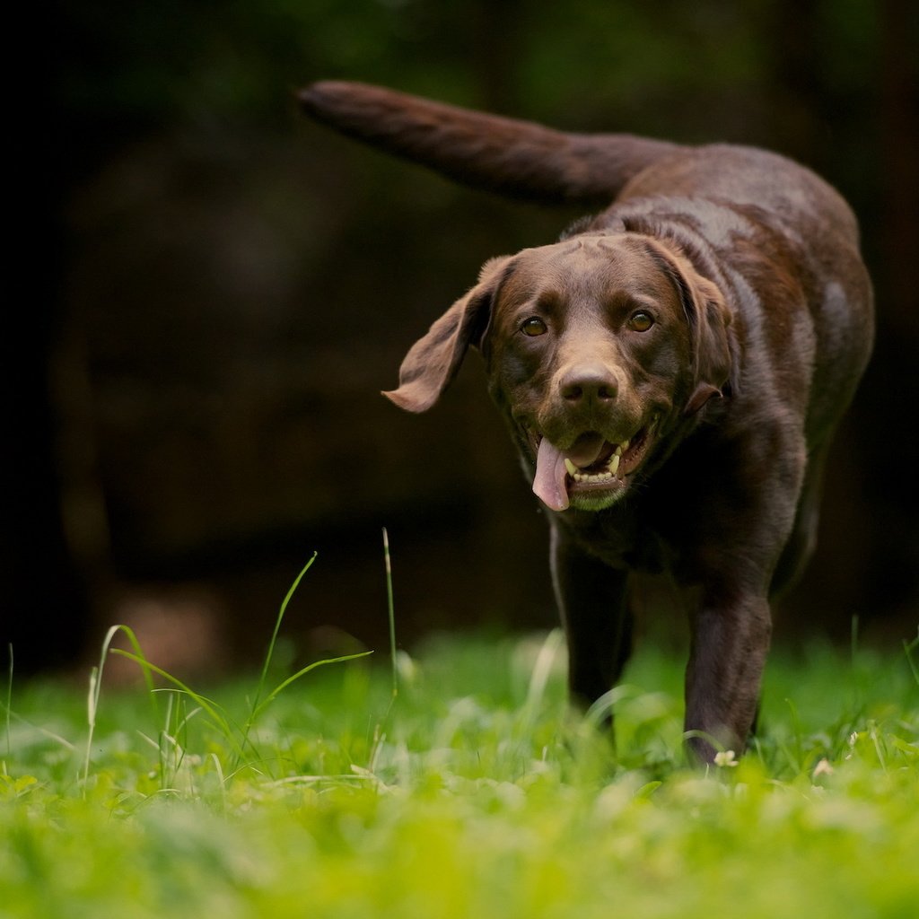 Обои трава, природа, зелень, язык, ретривер, лабрадор ретривер, grass, nature, greens, language, retriever, labrador retriever разрешение 1920x1200 Загрузить