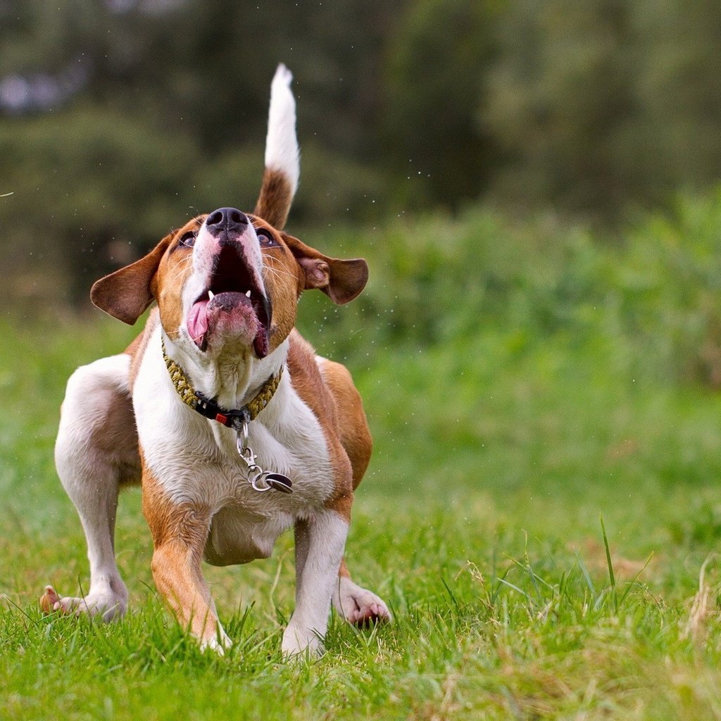 Обои трава, фон, поле, собака, ошейник, бег, grass, background, field, dog, collar, running разрешение 1920x1200 Загрузить