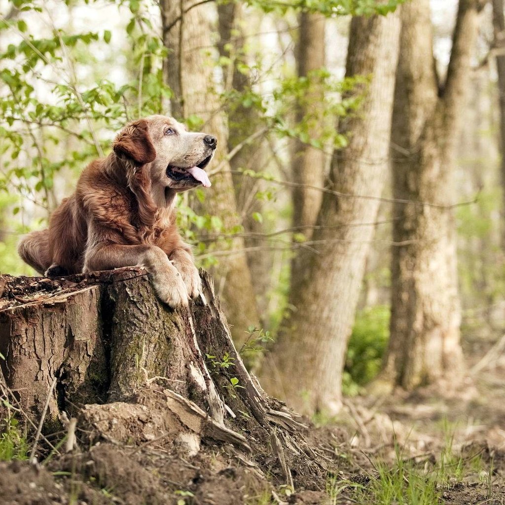 Обои трава, дерево, лес, собака, язык, пень, grass, tree, forest, dog, language, stump разрешение 1920x1200 Загрузить