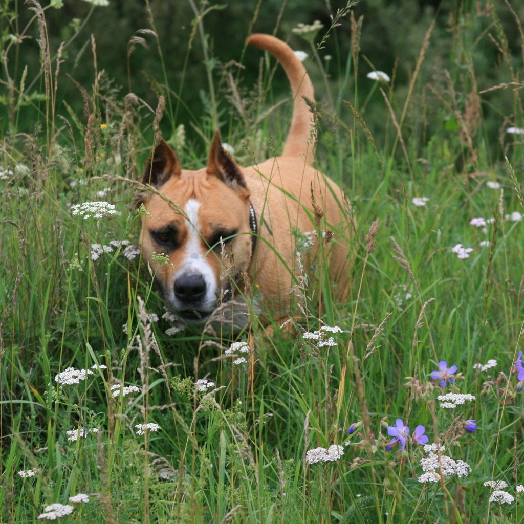 Обои цветы, трава, собака, друг, flowers, grass, dog, each разрешение 1920x1280 Загрузить