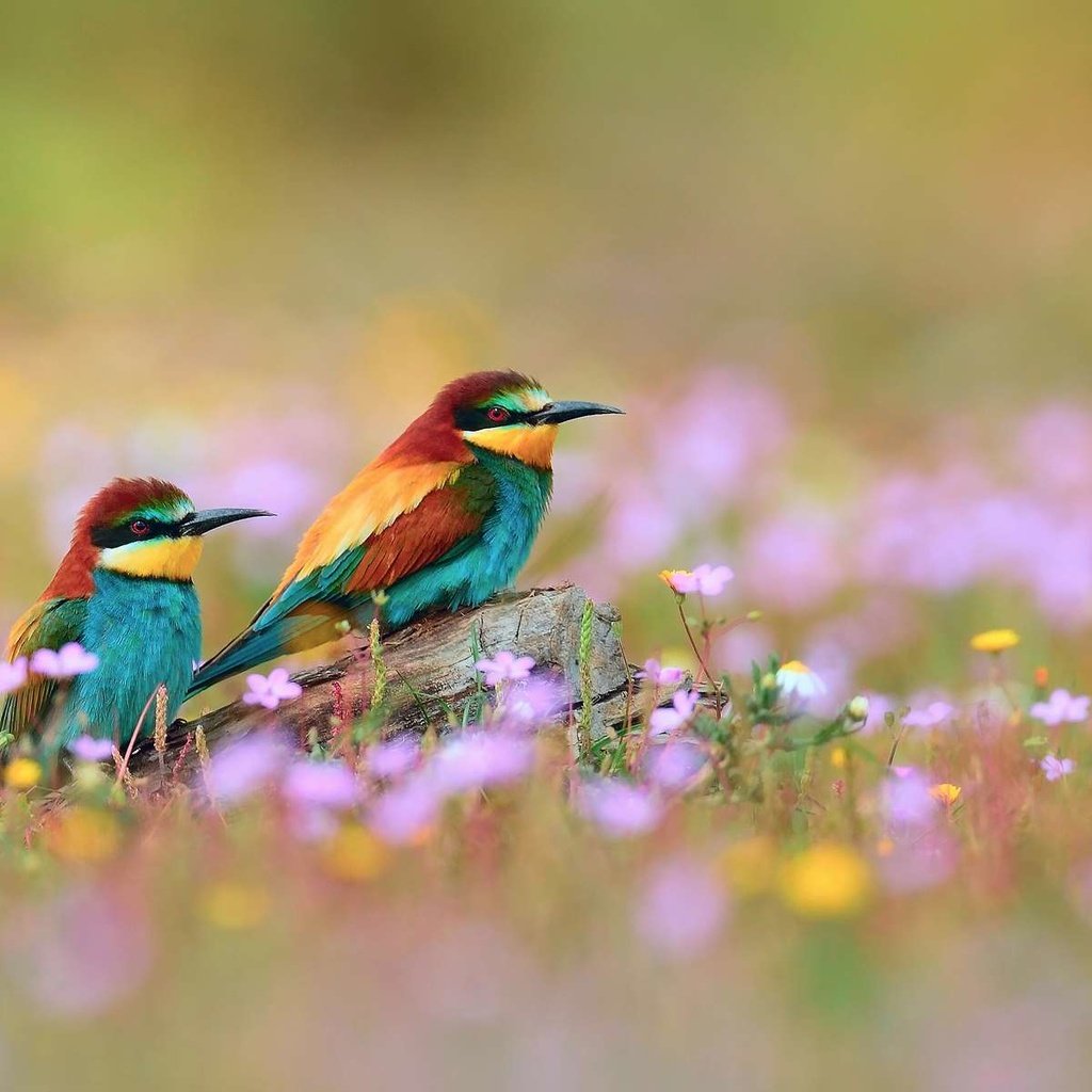 Обои птица, золотистые, щурки, bird, golden, bee-eaters разрешение 1920x1200 Загрузить