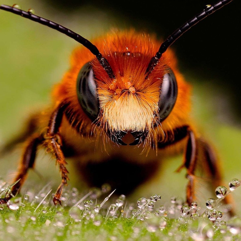 Обои насекомые, пчела, капельки росы, муровей, крупным планом, insects, bee, drops of dew, moores, closeup разрешение 1920x1200 Загрузить