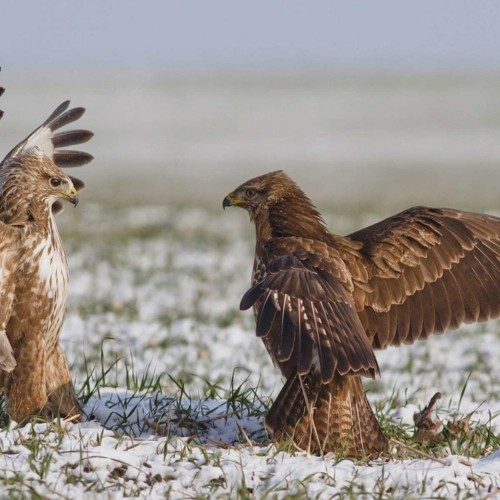 Обои орел, схватка, eagle, fight разрешение 1920x1200 Загрузить