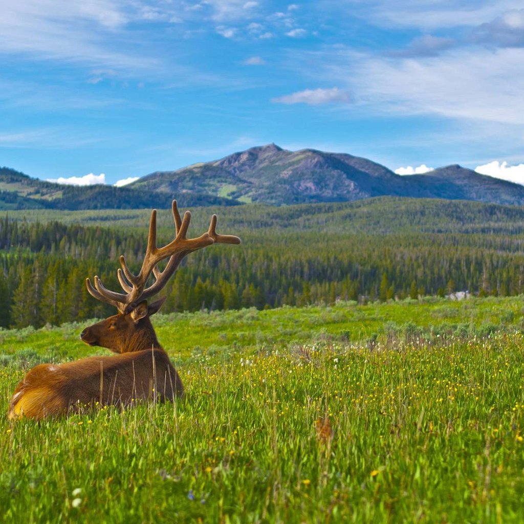 Обои горы, природа, олень, карибу, mountains, nature, deer, caribou разрешение 1920x1200 Загрузить