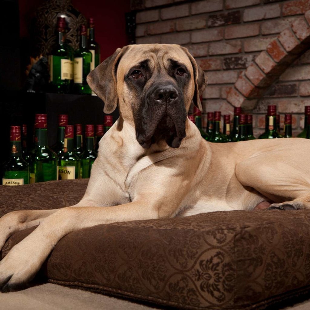 Обои собака, подушка, виски, мастиф, поэа, dog, pillow, whiskey, mastiff, poea разрешение 1920x1200 Загрузить