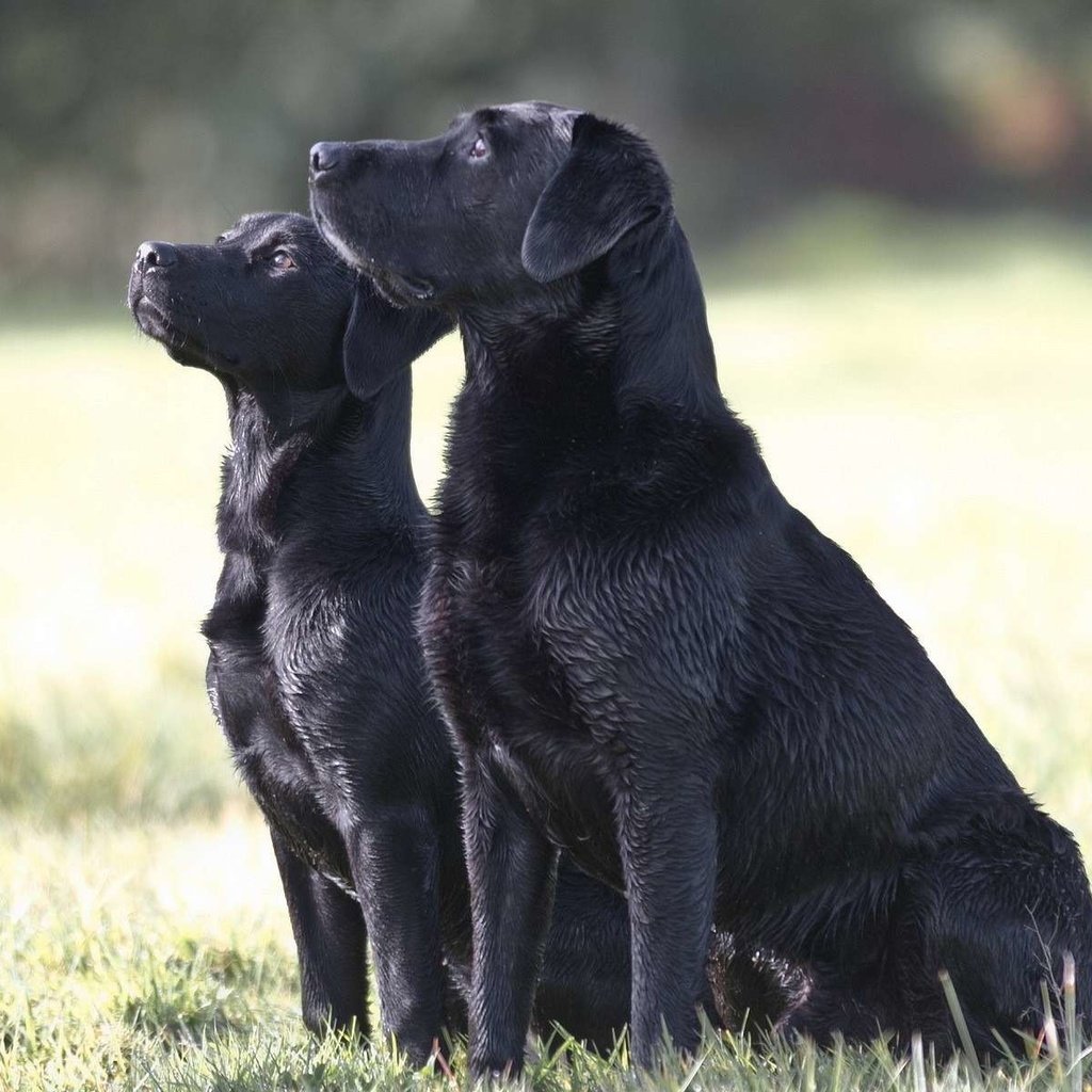 Обои трава, чёрные, лабрадор, собаки, сидят, две собаки, grass, black, labrador, dogs, sitting, two dogs разрешение 1920x1200 Загрузить