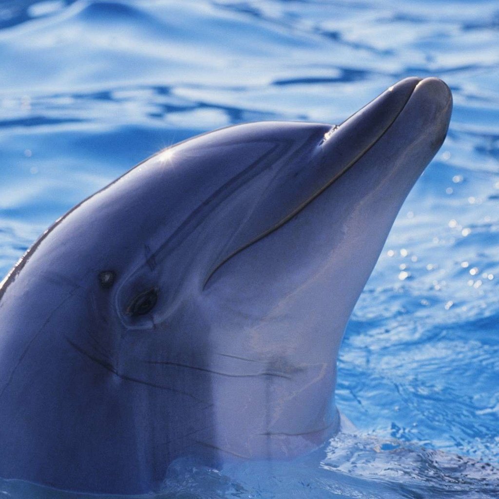 Обои вода, животные, дельфин, подводный мир, water, animals, dolphin, underwater world разрешение 1920x1200 Загрузить