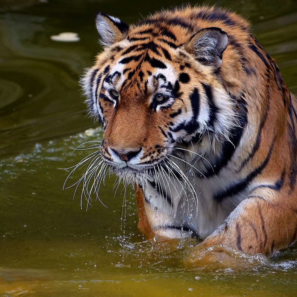 Обои тигр, морда, вода, усы, капли, взгляд, хищник, tiger, face, water, mustache, drops, look, predator разрешение 1920x1200 Загрузить