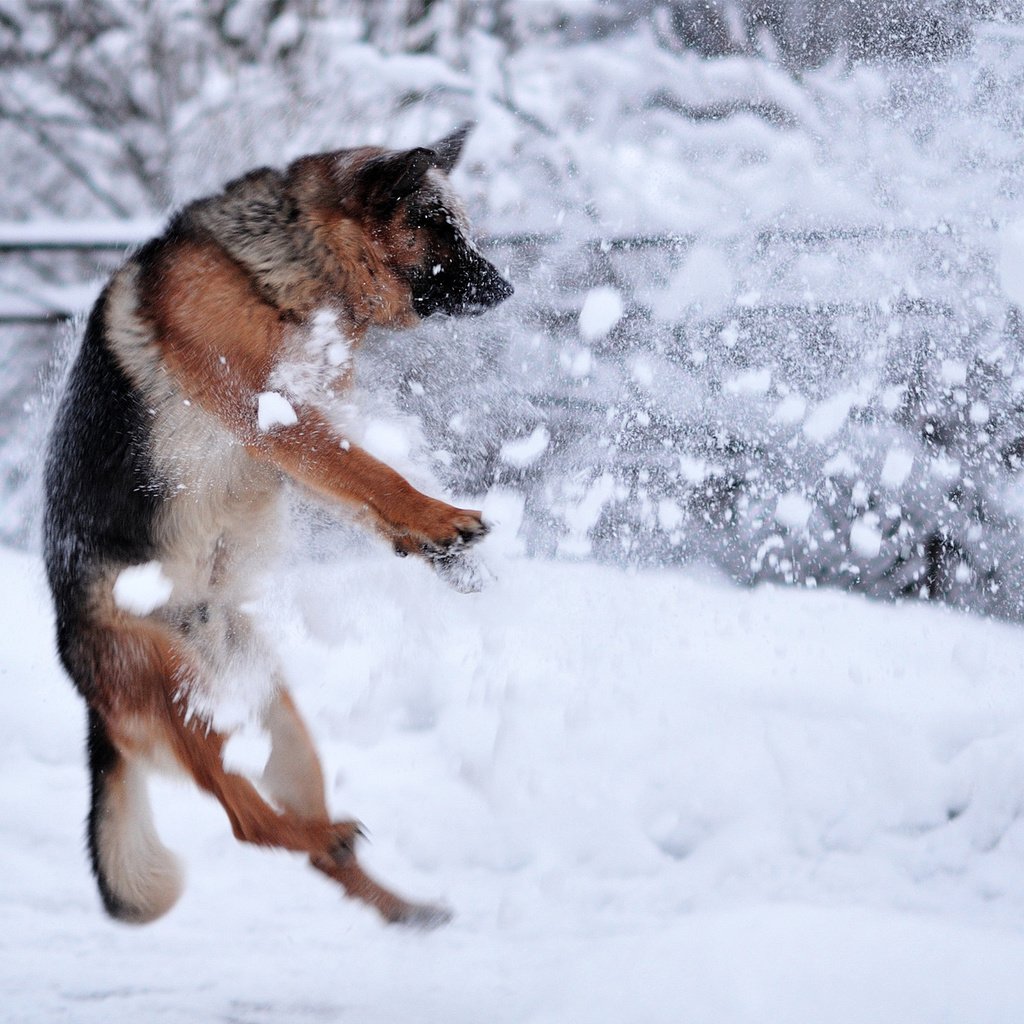 Обои снег, зима, собака, прыжок, немецкая овчарка, snow, winter, dog, jump, german shepherd разрешение 1920x1320 Загрузить