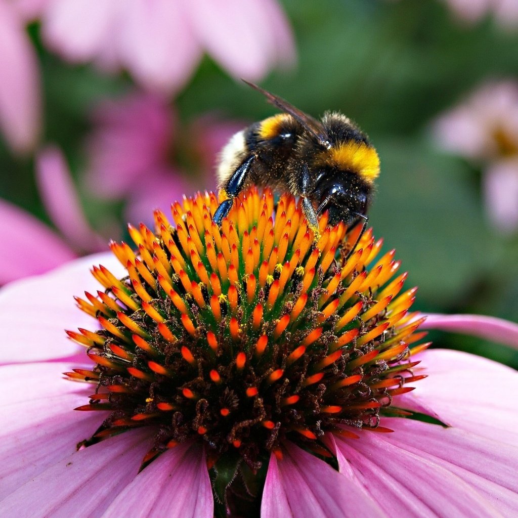 Обои природа, шмель на цветке, макро, насекомое, цветок, пчела, пыльца, шмель, эхинацея, nature, bumblebee on a flower, macro, insect, flower, bee, pollen, bumblebee, echinacea разрешение 1920x1200 Загрузить
