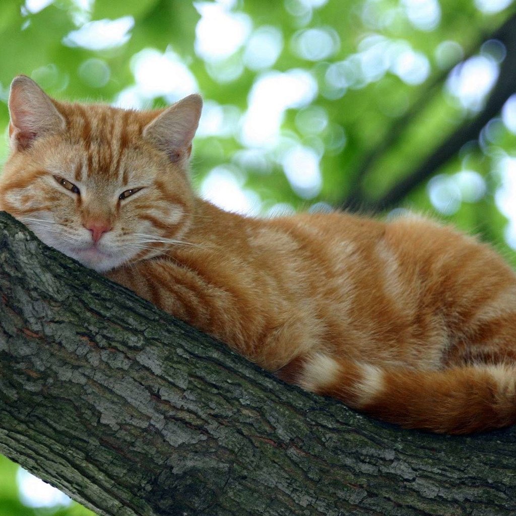 Обои дерево, кот, кошка, спит, рыжий, tree, cat, sleeping, red разрешение 1920x1200 Загрузить