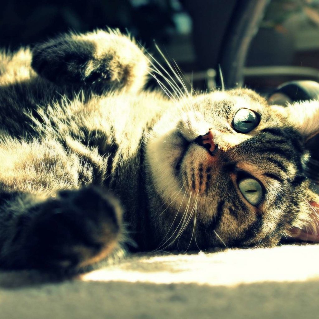 Обои свет, солнце, кот, кошка, лежит, отдых, полосатый, light, the sun, cat, lies, stay, striped разрешение 1920x1200 Загрузить