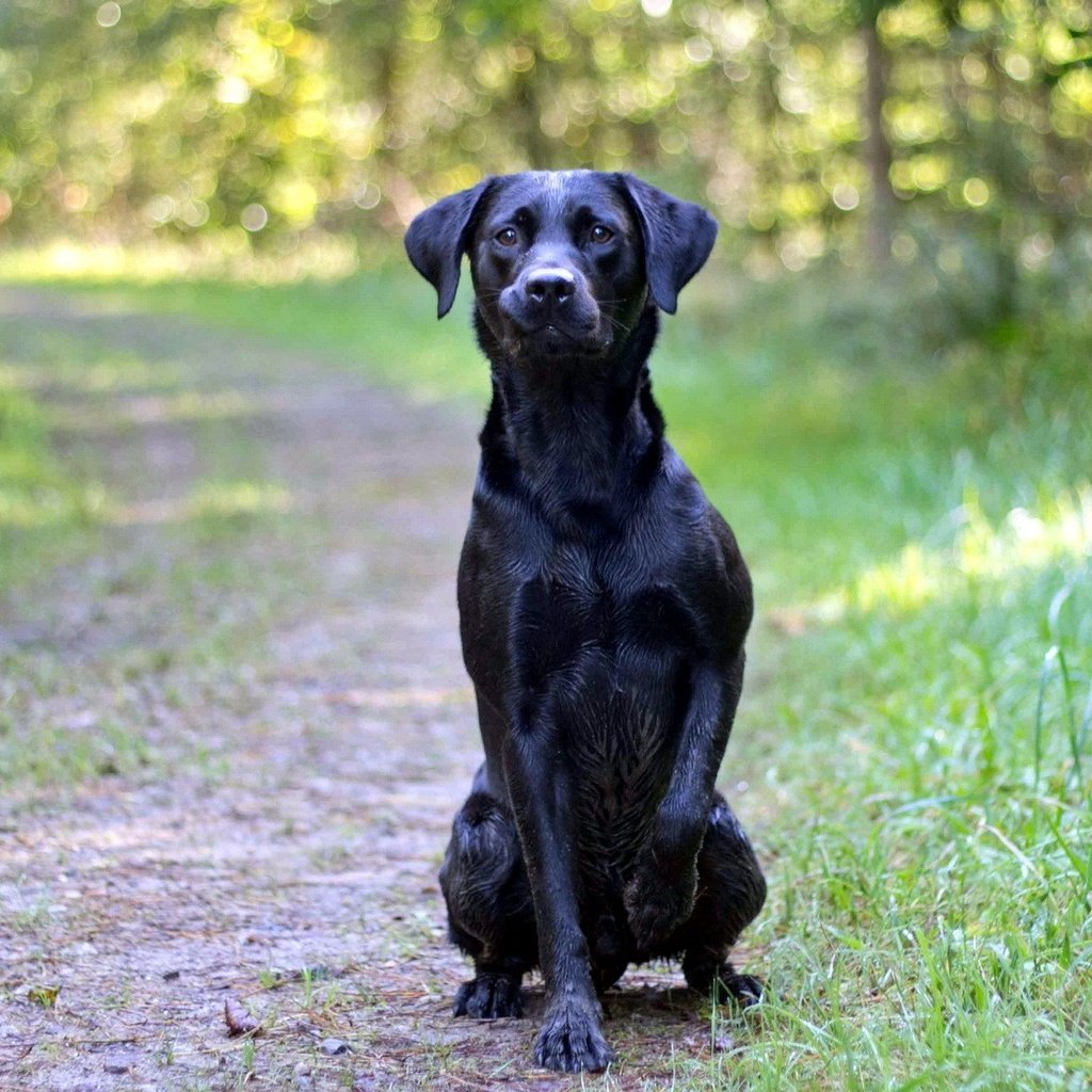 Обои дорога, лес, взгляд, собака, друг, черная, road, forest, look, dog, each, black разрешение 1920x1200 Загрузить