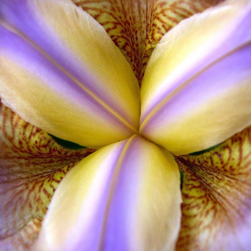 Обои макро, цветок, лепестки, ирис, крупным планом, macro, flower, petals, iris, closeup разрешение 1920x1200 Загрузить