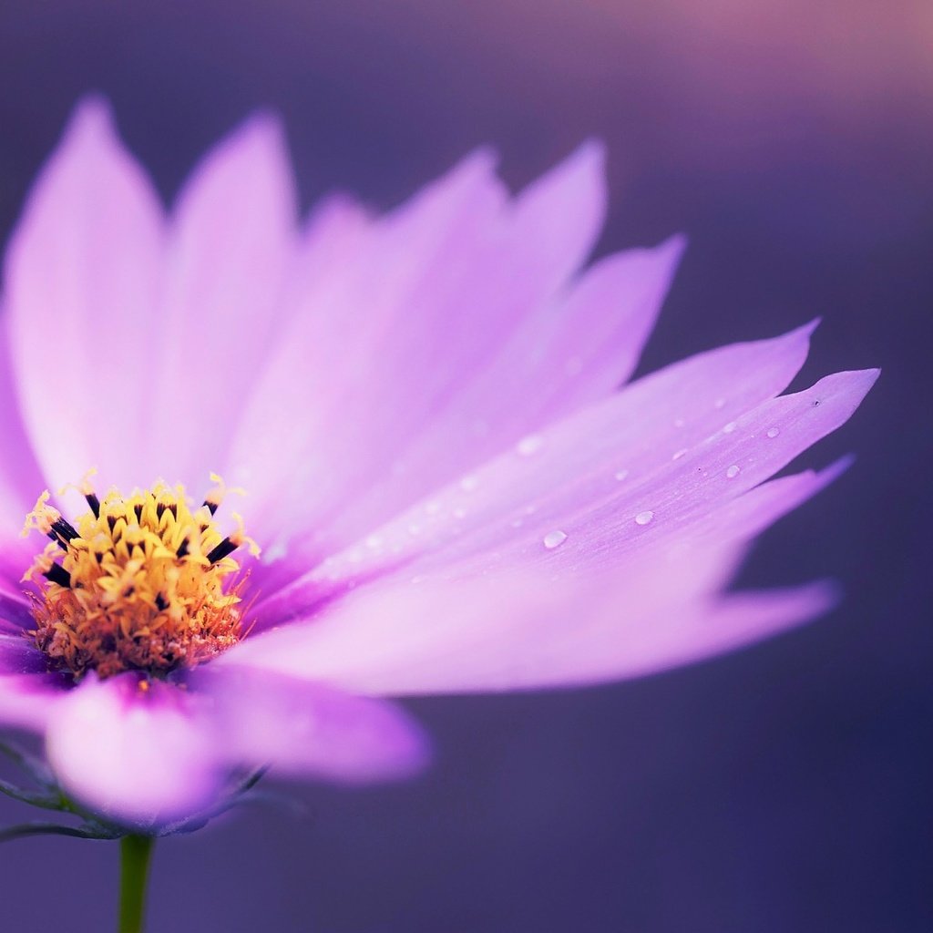 Обои макро, цветок, капли, лепестки, ромашка, сиреневая, macro, flower, drops, petals, daisy, lilac разрешение 1920x1200 Загрузить