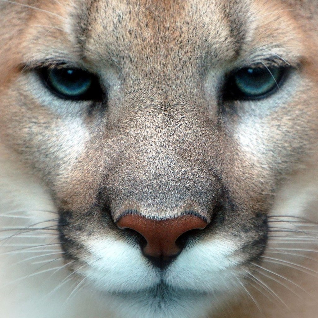 Обои глаза, взгляд, пума, горный лев, кугуар, eyes, look, puma, mountain lion, cougar разрешение 1920x1200 Загрузить