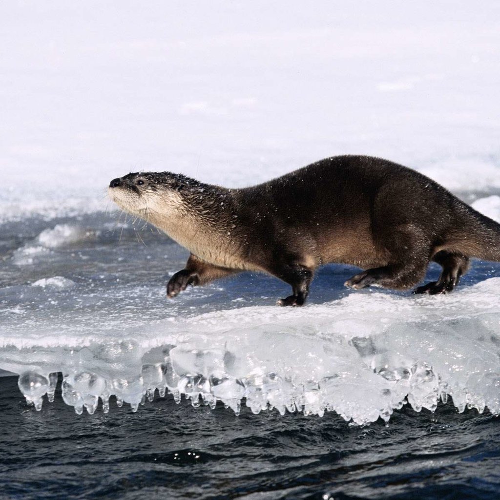 Обои вода, природа, лёд, животное, выдра, water, nature, ice, animal, otter разрешение 1920x1200 Загрузить