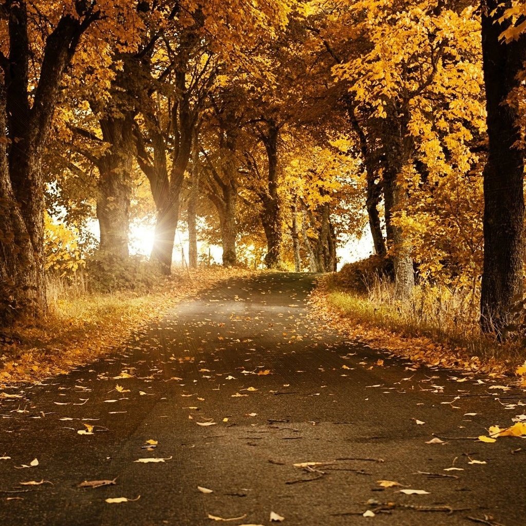 Обои дорога, деревья, солнце, листья, пейзаж, осень, аллея, road, trees, the sun, leaves, landscape, autumn, alley разрешение 1920x1200 Загрузить