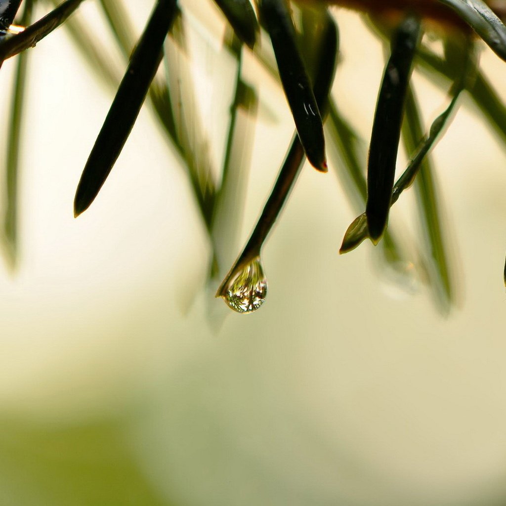 Обои трава, природа, макро, роса, капли, grass, nature, macro, rosa, drops разрешение 1920x1200 Загрузить