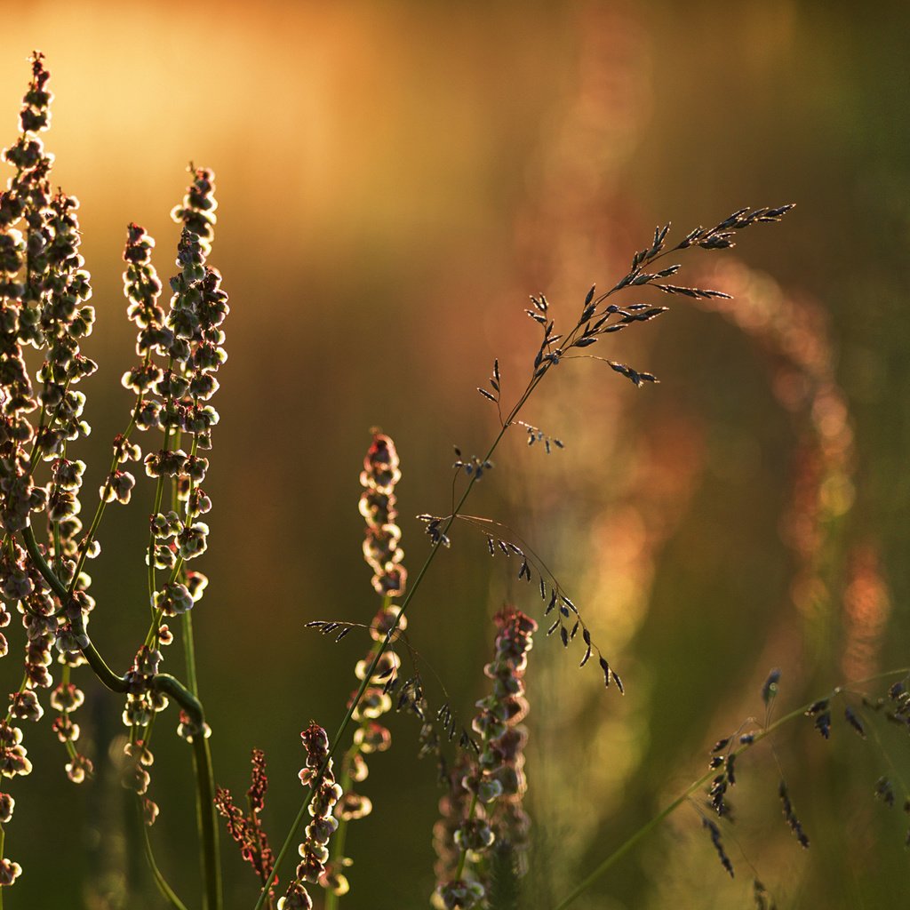 Обои трава, природа, макро, луг, растение, grass, nature, macro, meadow, plant разрешение 1920x1200 Загрузить