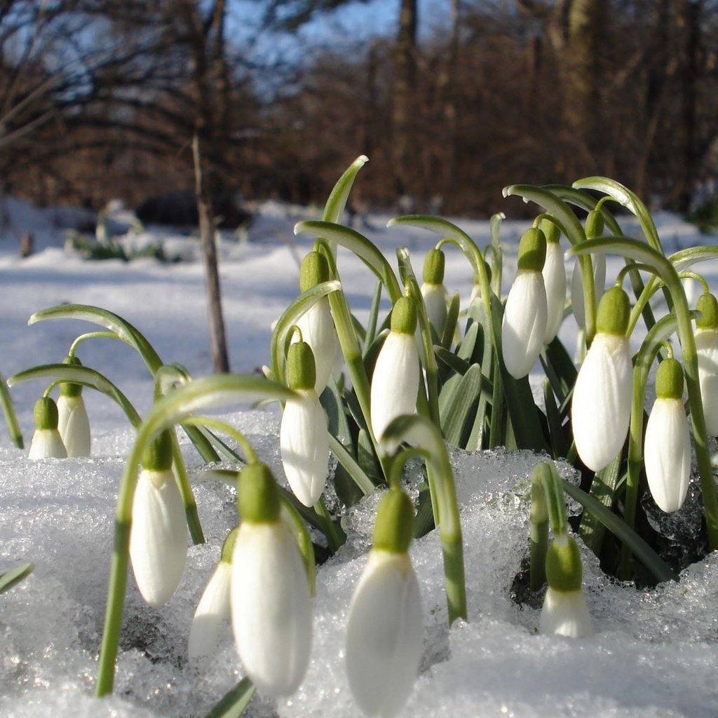 Обои цветы, снег, весна, подснежники, проталины, flowers, snow, spring, snowdrops, thawed разрешение 1920x1200 Загрузить