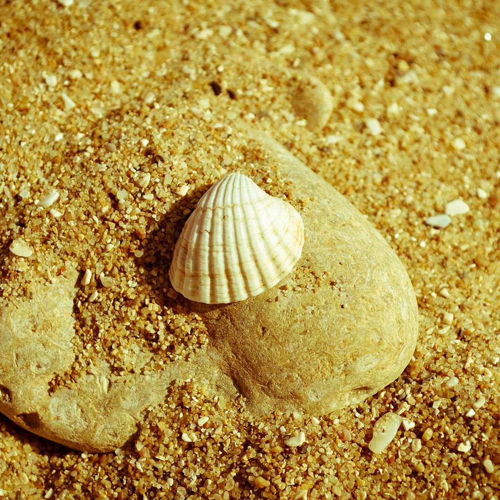 Обои природа, макро, песок, пляж, камень, ракушка, nature, macro, sand, beach, stone, shell разрешение 1920x1200 Загрузить