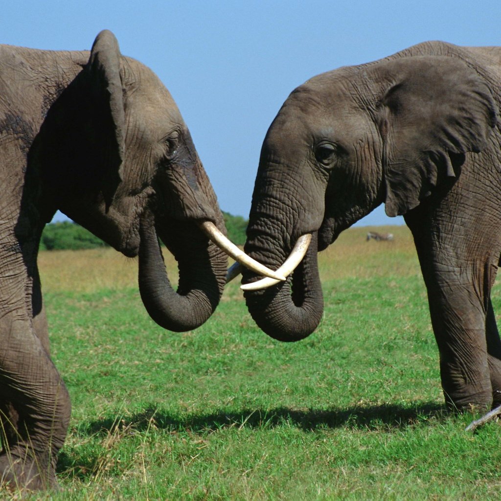 Обои трава, слоны, бивни, хоботы, grass, elephants, tusks, trunks разрешение 3072x2048 Загрузить