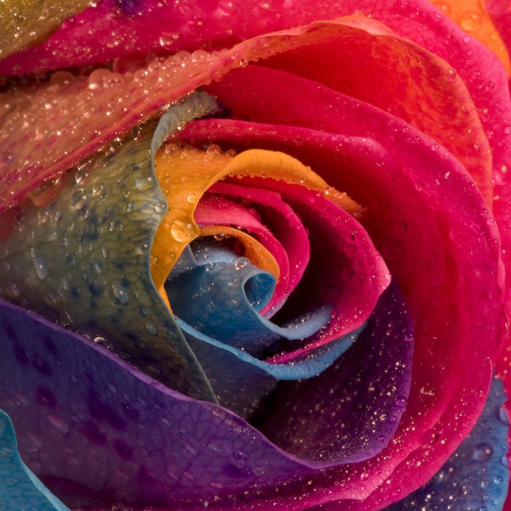 Обои цветок, капли, роза, лепестки, разноцветные, крупным планом, flower, drops, rose, petals, colorful, closeup разрешение 1920x1080 Загрузить
