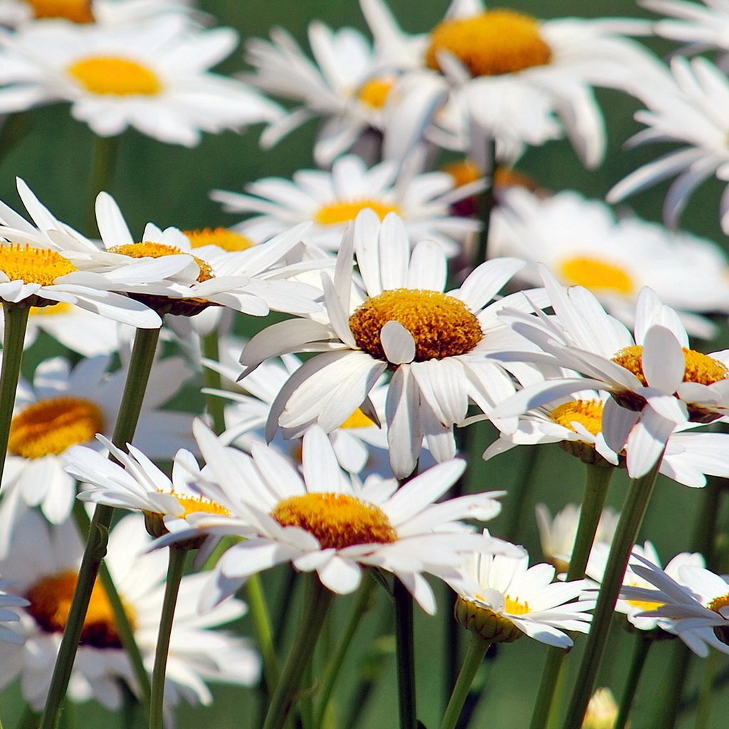 Обои цветы, природа, ромашки, flowers, nature, chamomile разрешение 1920x1080 Загрузить