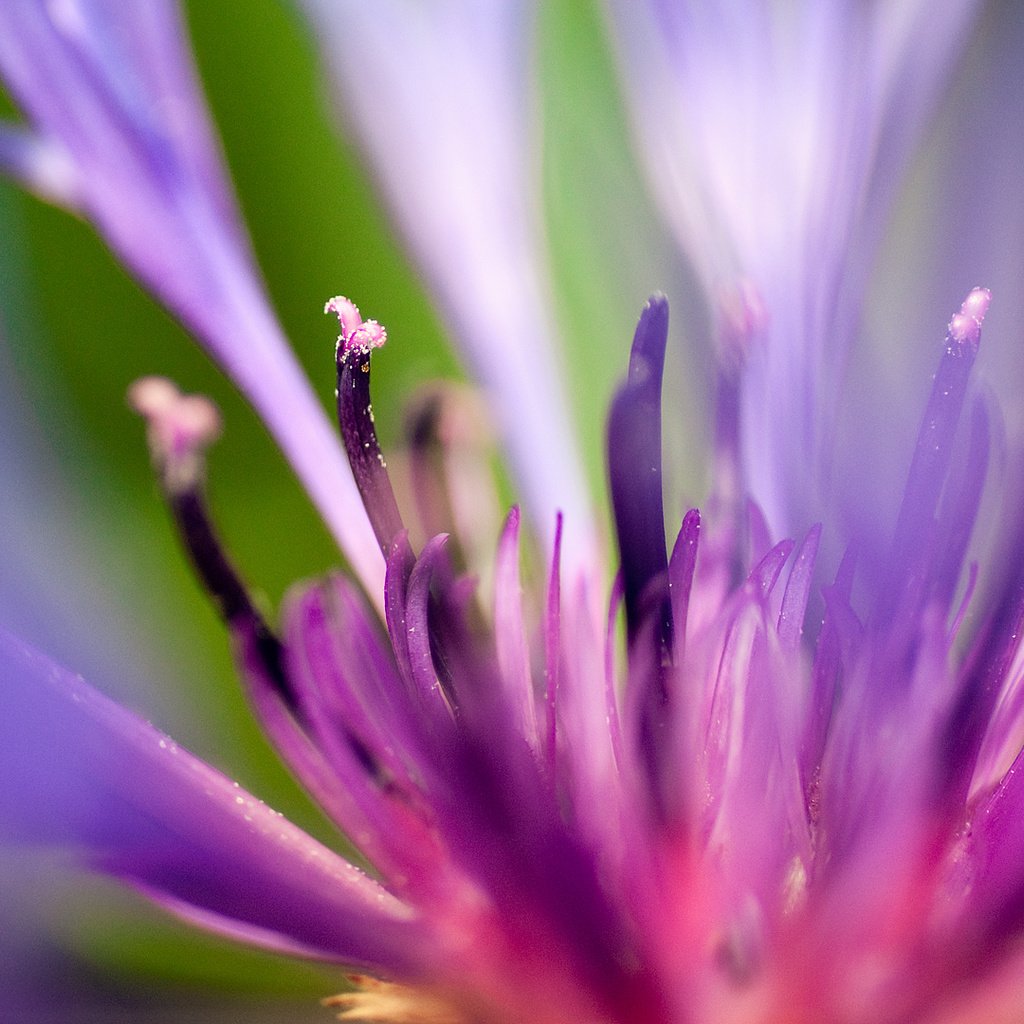 Обои макро, синий, цветок, лепестки, василек, сердцевина, macro, blue, flower, petals, cornflower, core разрешение 1920x1080 Загрузить