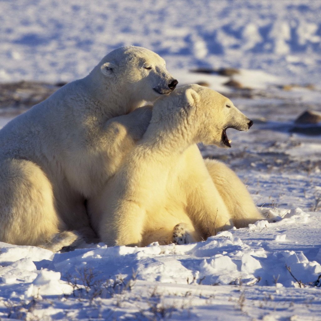 Обои снег, белые, медведи, арктика, snow, white, bears, arctic разрешение 2560x1694 Загрузить