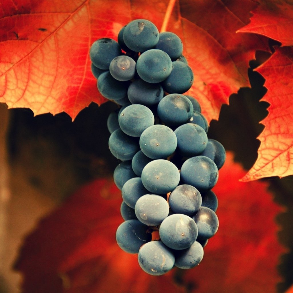 Обои природа, виноград, гроздь, листья., nature, grapes, bunch, leaves. разрешение 1920x1200 Загрузить