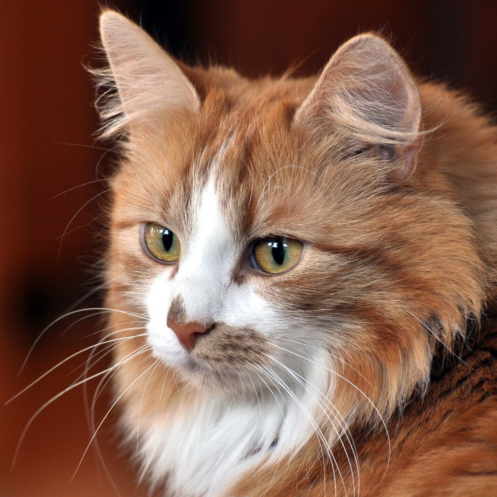 Обои морда, кот, кошка, взгляд, пушистый, рыжий, пятнистый кот, face, cat, look, fluffy, red, spotted cat разрешение 2560x1600 Загрузить