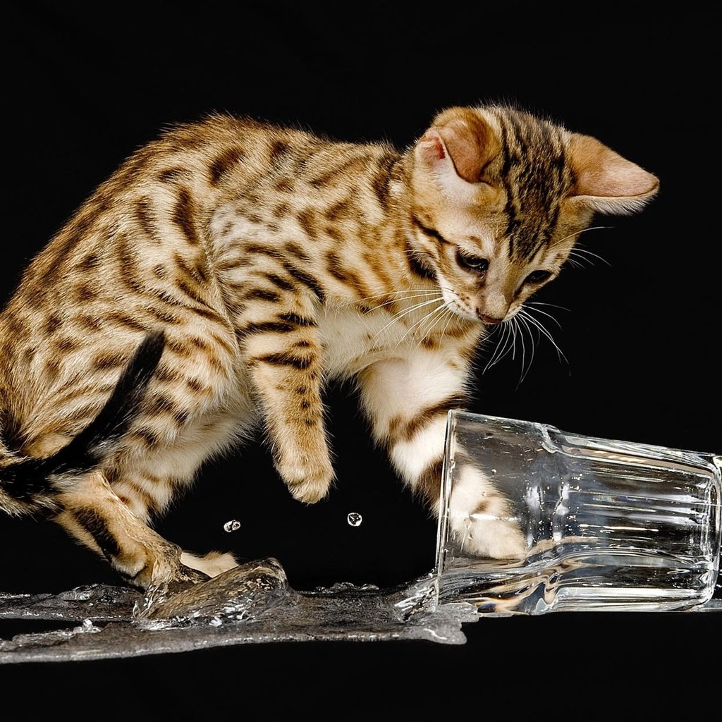 Обои вода, кошка, котенок, черный фон, стакан, бенгальский, озорник, water, cat, kitty, black background, glass, bengal, naughty разрешение 1920x1200 Загрузить