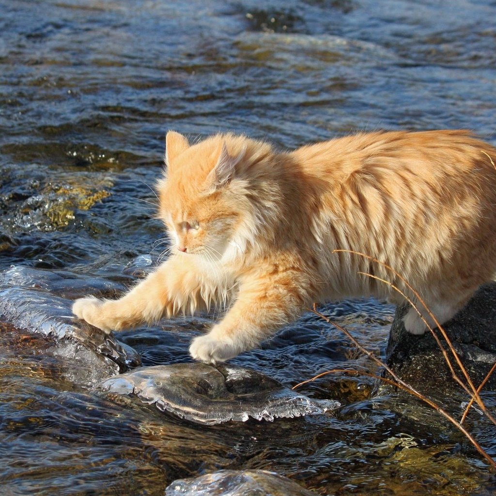 Обои вода, камни, ручей, кот, кошка, рыжий, рыжий кот, бесстрашный, исследователь, researcher, water, stones, stream, cat, red, red cat, fearless разрешение 2560x1600 Загрузить