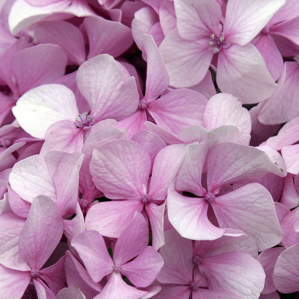 Обои цветы, розовые, гортензия, flowers, pink, hydrangea разрешение 1920x1080 Загрузить