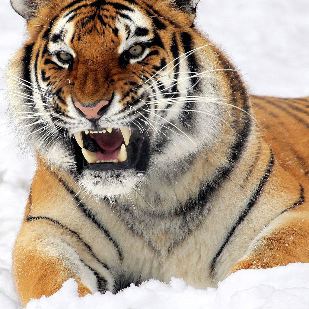 Обои тигр, морда, снег, взгляд, лежит, хищник, оскал, угроза, tiger, face, snow, look, lies, predator, grin, the threat разрешение 1920x1200 Загрузить