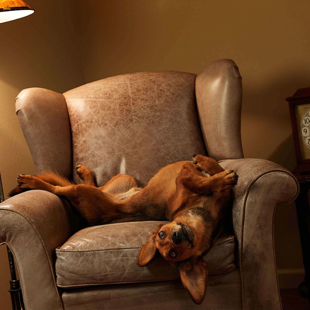 Обои собака, лежит, часы, кресло, игривая, dog, lies, watch, chair, playful разрешение 1920x1403 Загрузить