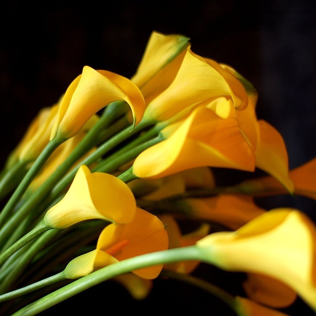 Обои цветы, черный фон, букет, желтые, каллы, flowers, black background, bouquet, yellow, calla lilies разрешение 2550x1695 Загрузить