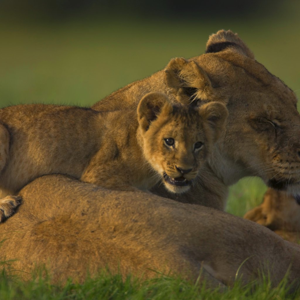 Обои семья, львица, львёнок, прайд, family, lioness, lion, pride разрешение 2560x1600 Загрузить