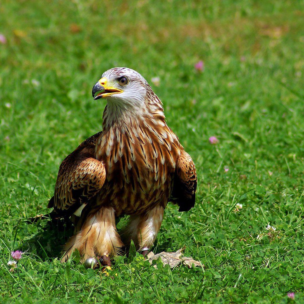 Обои трава, красный, птица, клюв, коршун, когти, хищная, grass, red, bird, beak, kite, claws, predatory разрешение 1920x1080 Загрузить