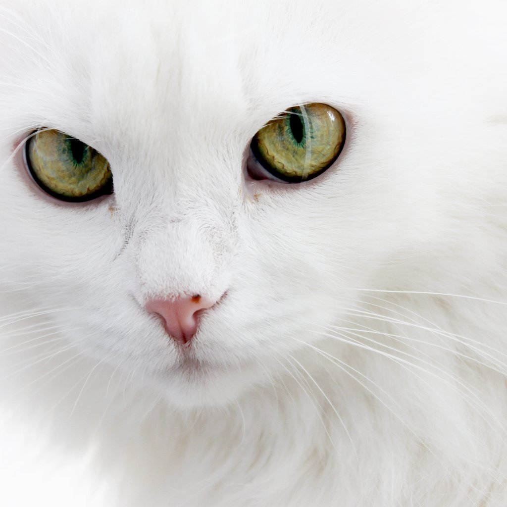 Обои глаза, кошка, белая, пушистая, белый кот, длинношерстная, ангорская, eyes, cat, white, fluffy, white cat, longhair, angora разрешение 4272x2848 Загрузить