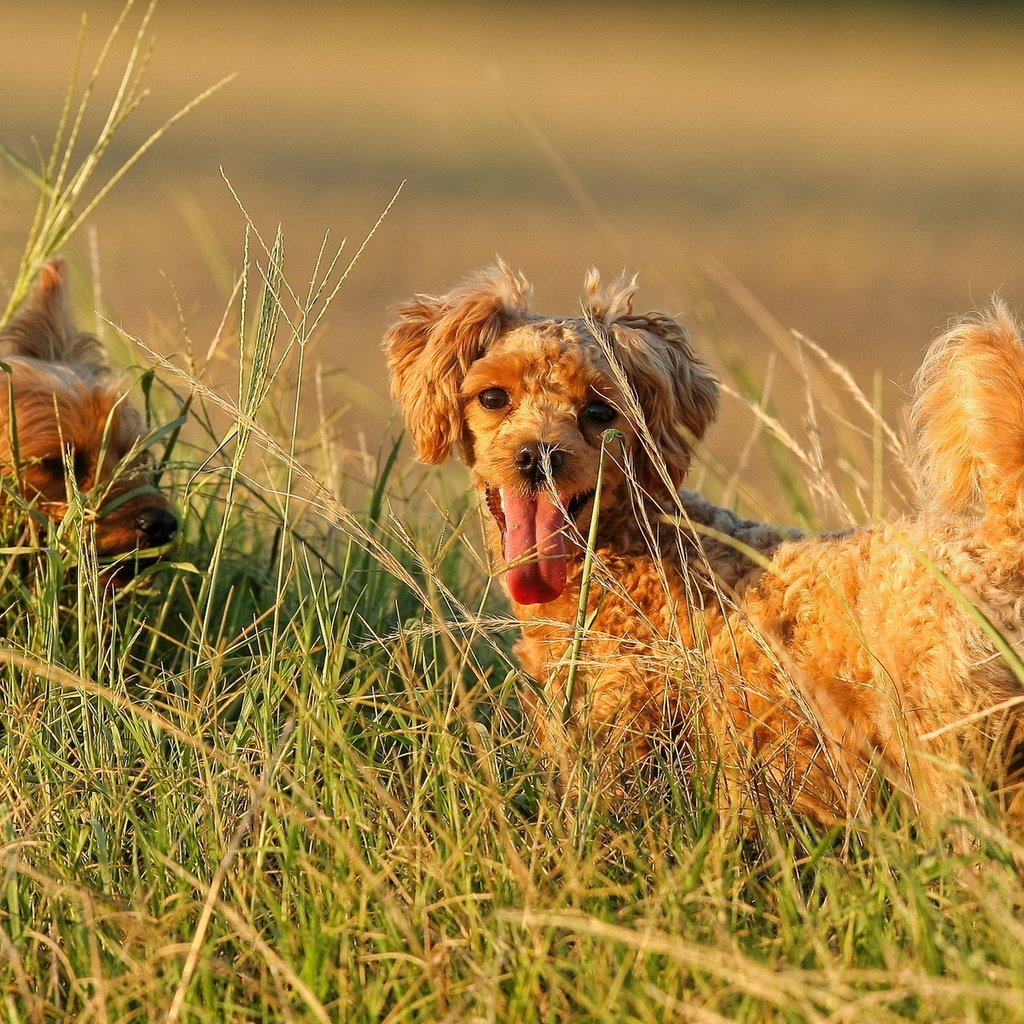 Обои поле, лето, пудель, собаки, йоркширский терьер, собачки в траве, field, summer, poodle, dogs, yorkshire terrier, dog in the grass разрешение 1920x1200 Загрузить