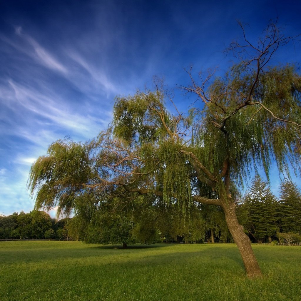 Обои небо, облака, дерево, the sky, clouds, tree разрешение 2560x1600 Загрузить