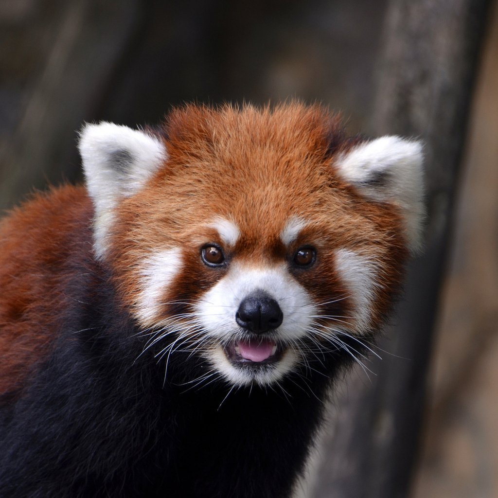 Обои морда, взгляд, зверек, окрас, красная панда, жвотные, face, look, animal, color, red panda, rvotnye разрешение 1920x1200 Загрузить