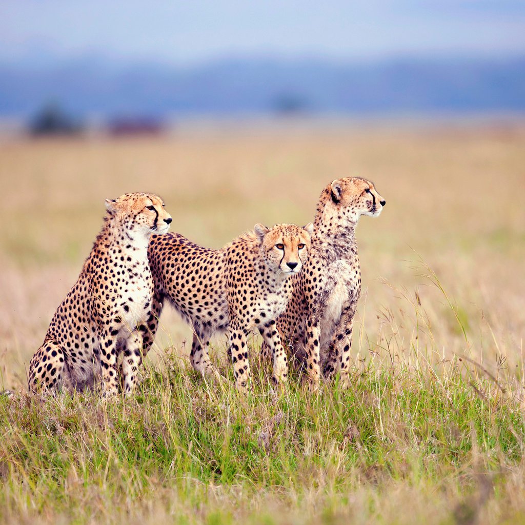 Обои трава, семья, гепард, саванна, гепарды, детеныши, grass, family, cheetah, savannah, cheetahs, cubs разрешение 1920x1200 Загрузить