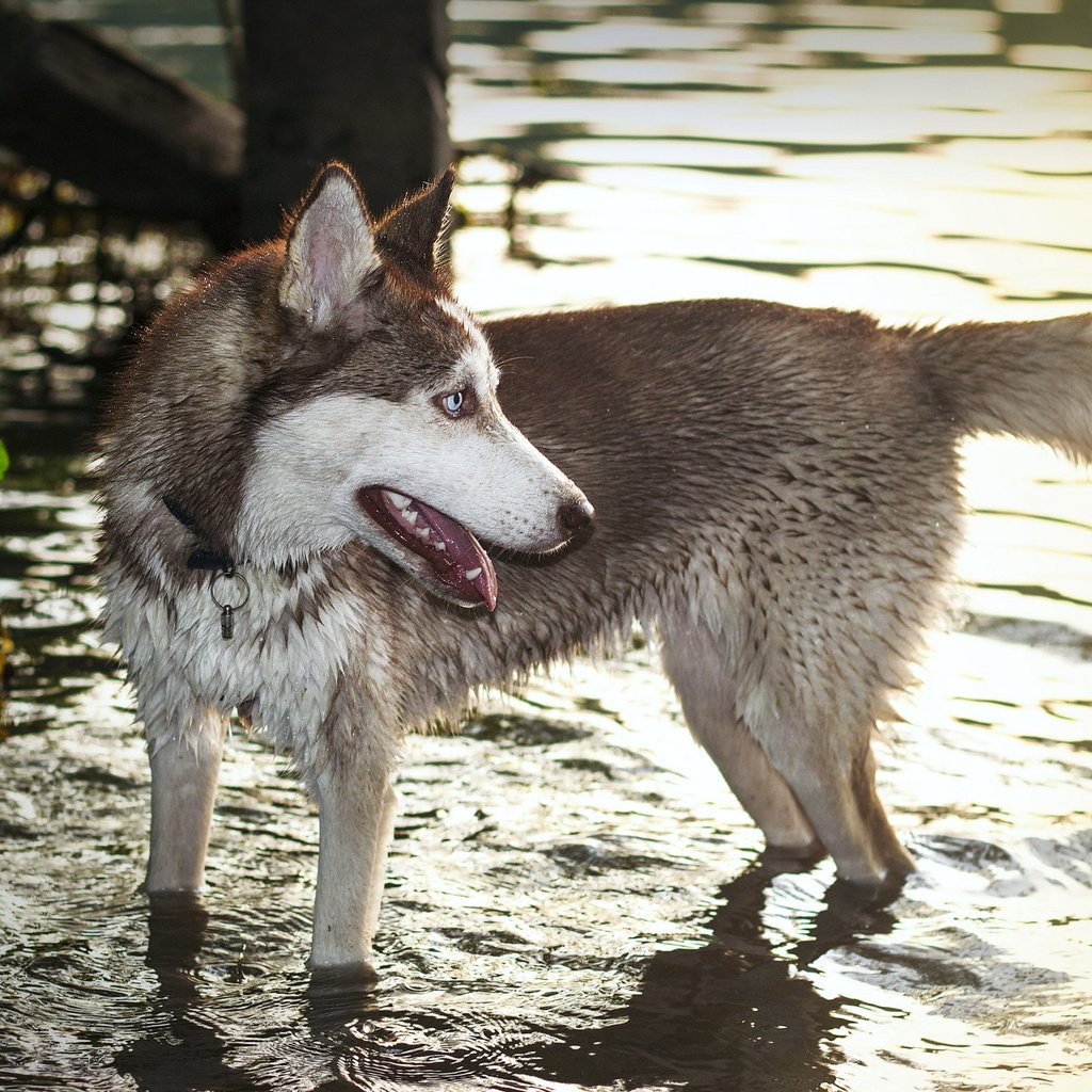 Обои вода, собака, хаски, волк, хаска, water, dog, husky, wolf разрешение 2560x1600 Загрузить