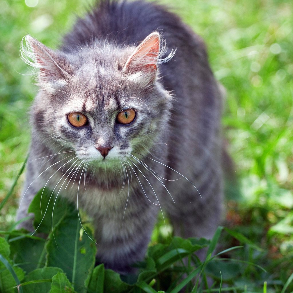 Обои трава, кот, лето, кошка, взгляд, серый кот, grass, cat, summer, look, grey cat разрешение 1920x1200 Загрузить